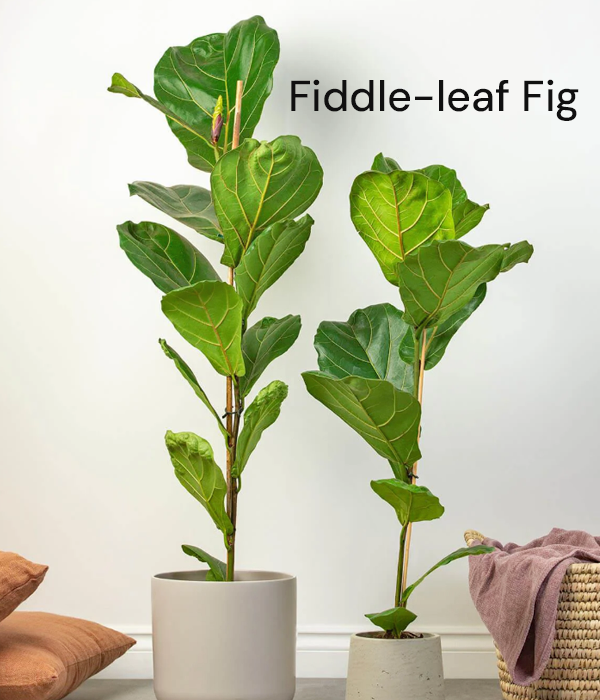 Fiddle-leaf Fig