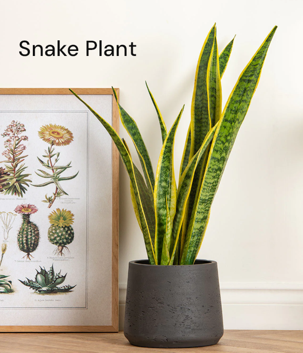 Snake Plant