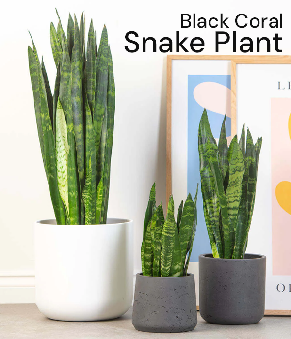 Black Coral Snake Plant