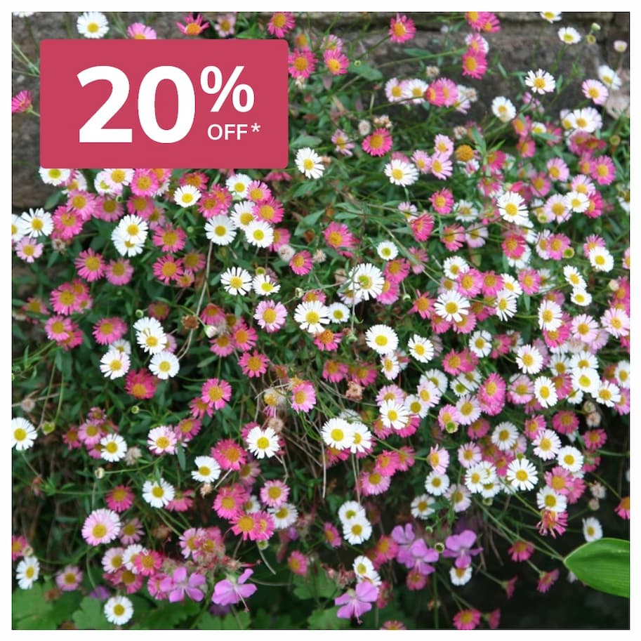 Erigeron Karvinskianus 