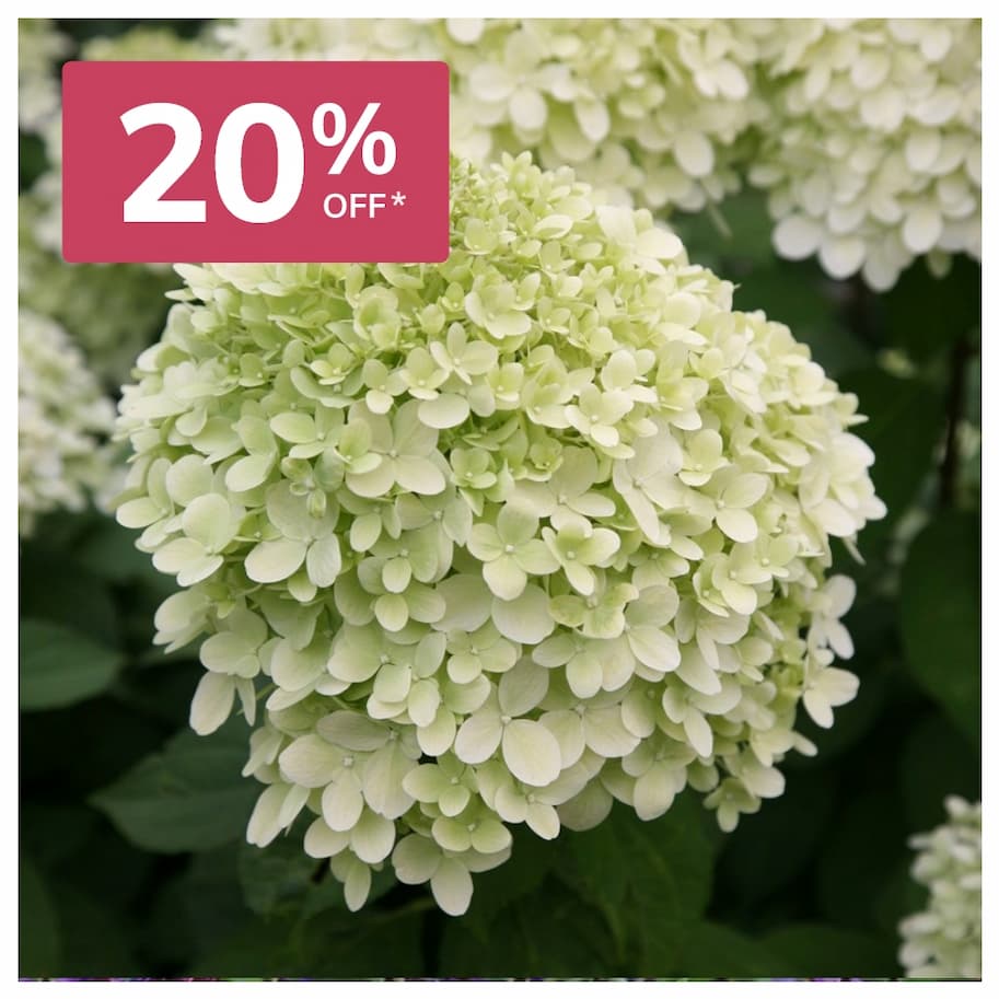 Hydrangea Paniculata Limelight