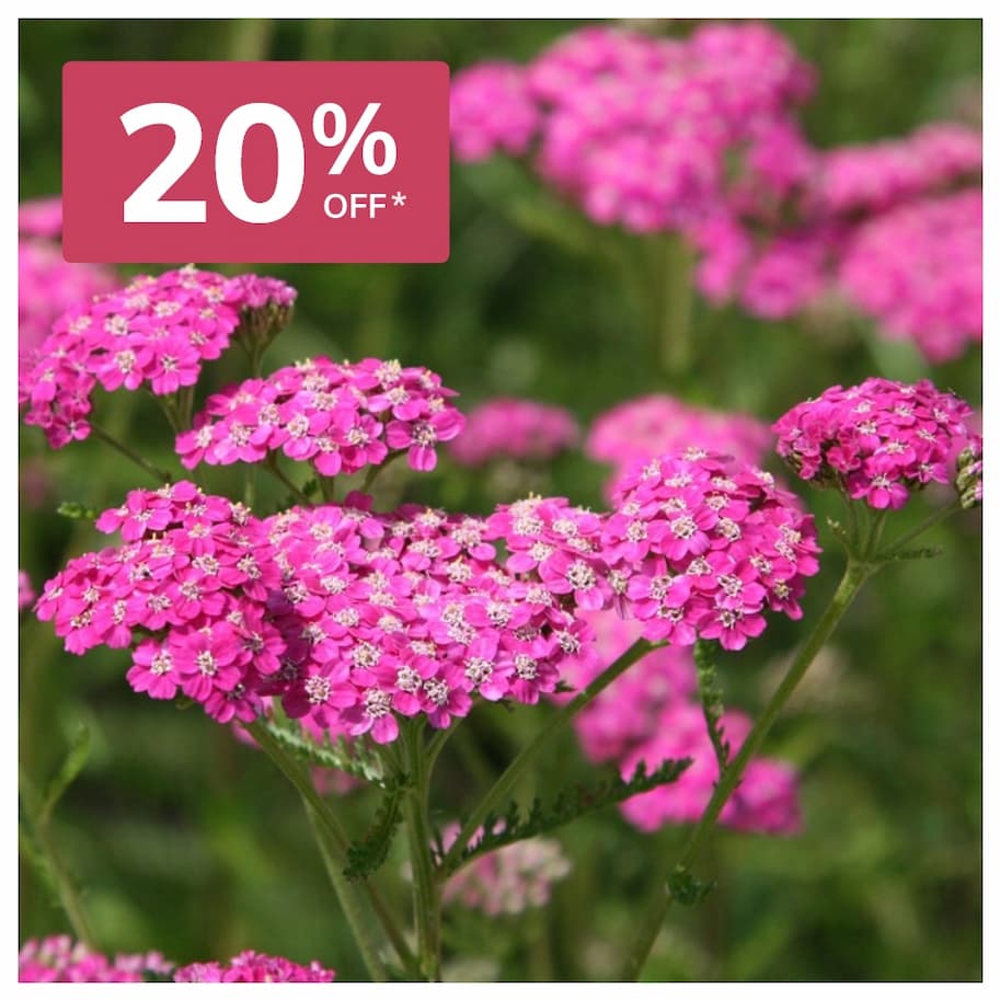 Achillea Millefolium Cerise Queen