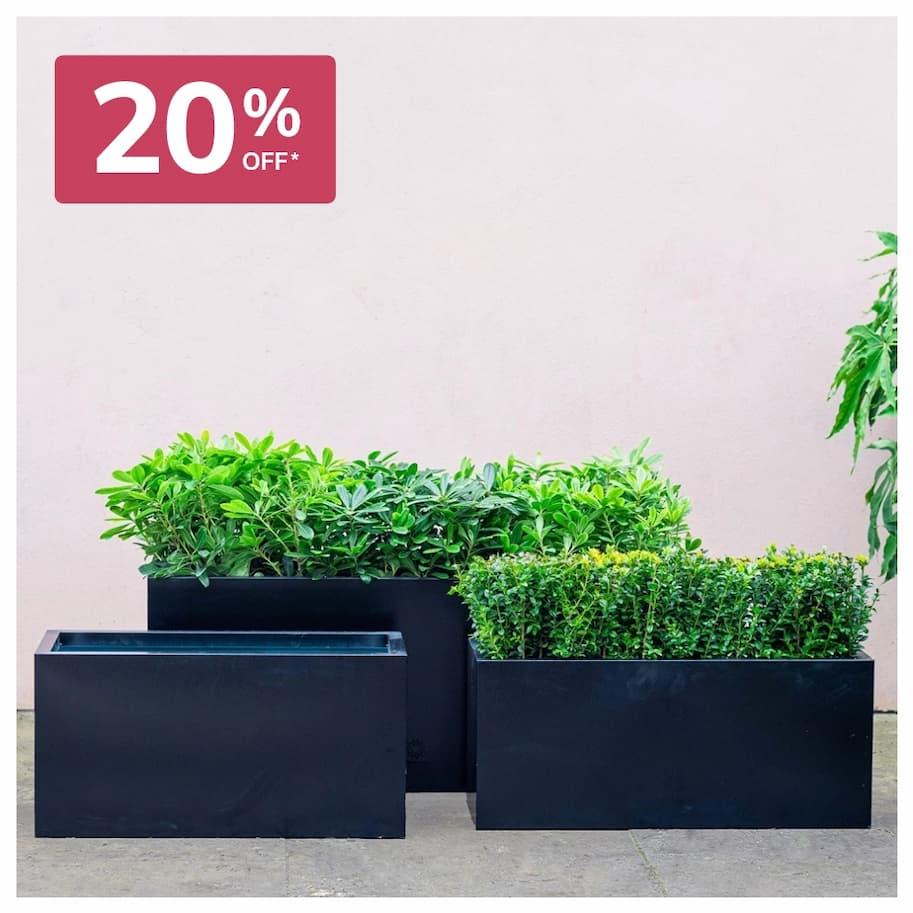 Black Zinc Trough Planter