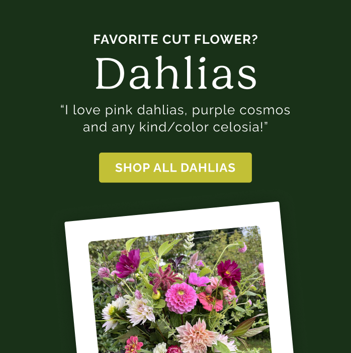 Favorite Cut Flower? Dahlias "I love pink dahlias, purple cosmos and any kind/color celosia!" Shop All Dahlias