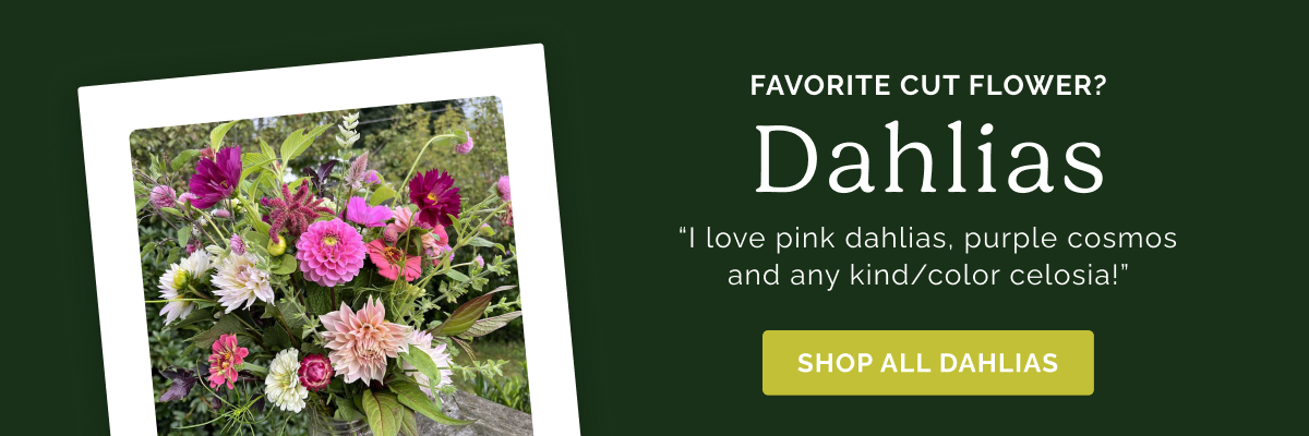 Favorite Cut Flower? Dahlias "I love pink dahlias, purple cosmos and any kind/color celosia!" Shop All Dahlias