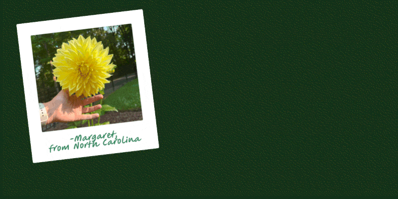 GIF of snapshot style customer photos of flowers