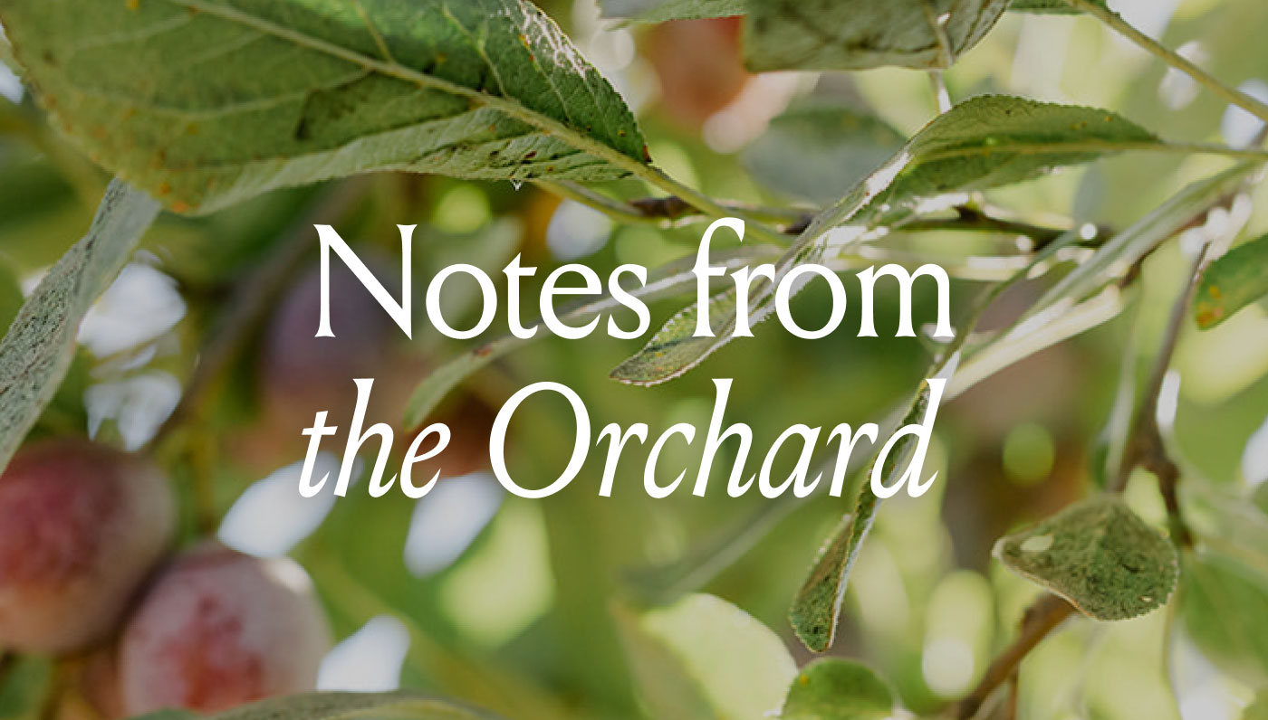 Notes from the Orchard