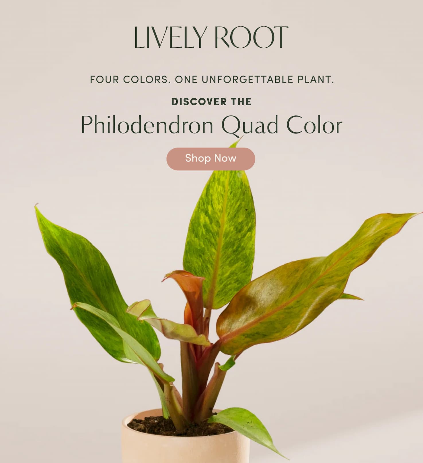 Philodendron Quad Color