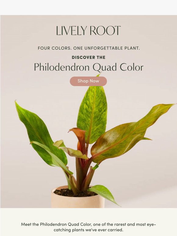 Your New Favorite Plant Just Arrived 💚🪴