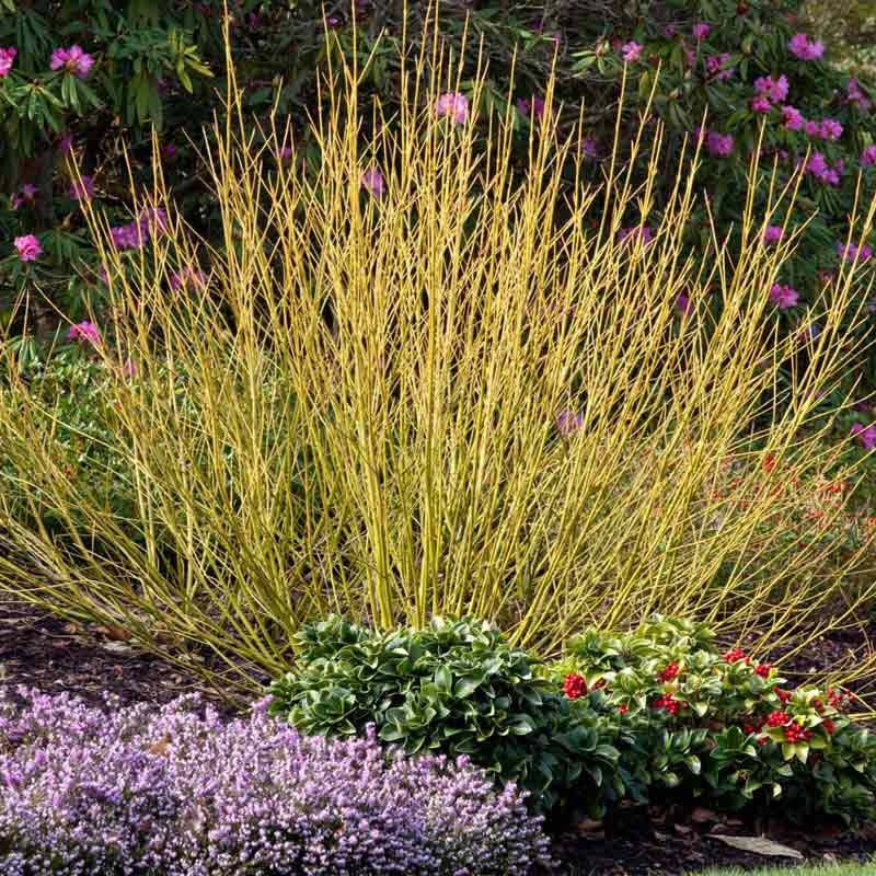 Budd's Yellow Twig Dogwood Hedge