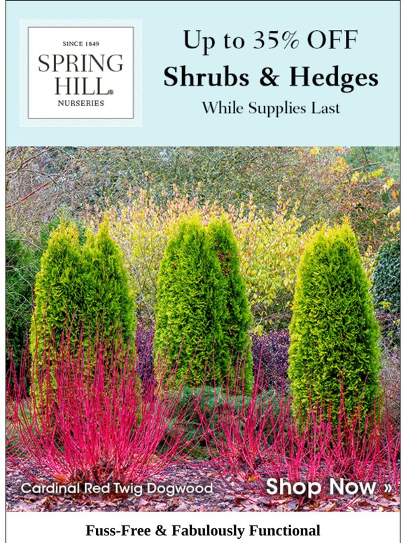 Shrubs & Hedges Now up to 35% OFF!
