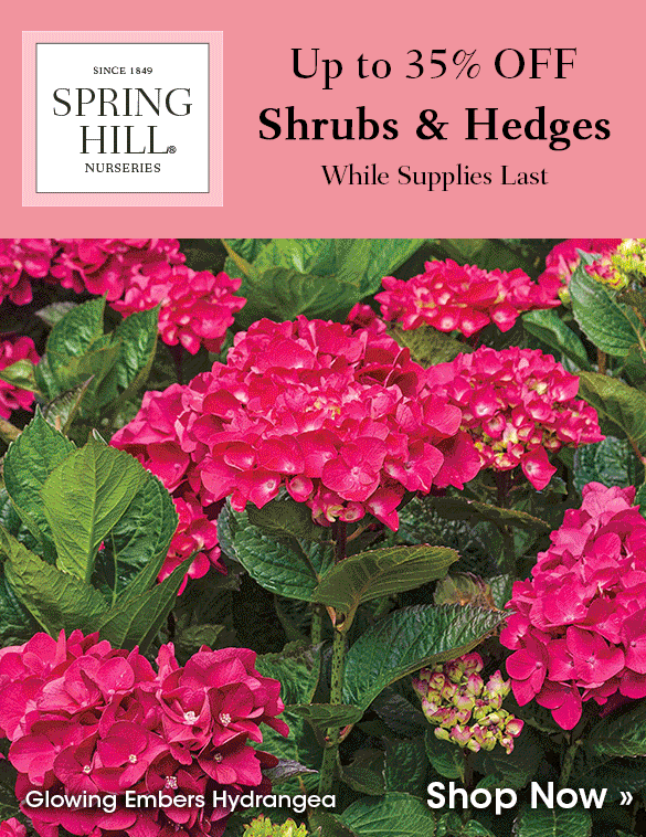 Up to 40% OFF Shrubs & Hedges