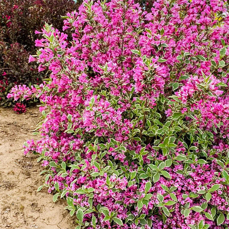 WOW!® Weigela