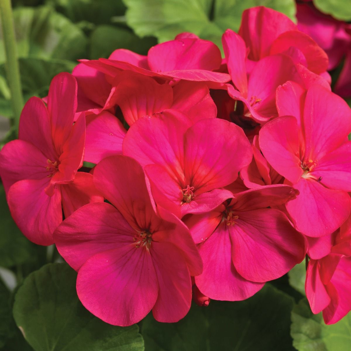 Geranium Maverick Violet - Pack of 6