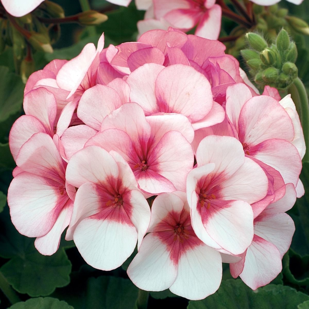Geranium Maverick Star - Pack of 6