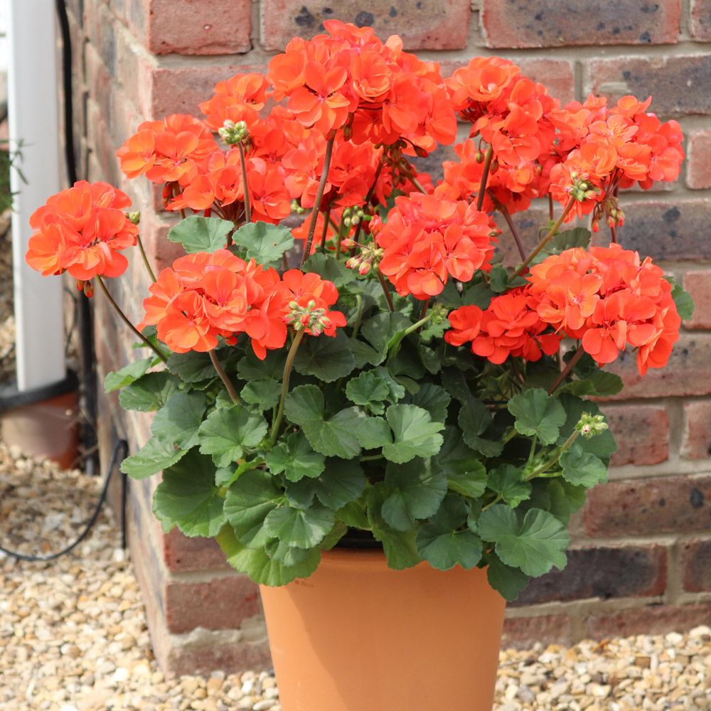Geranium zonale Orange - Pack of 6