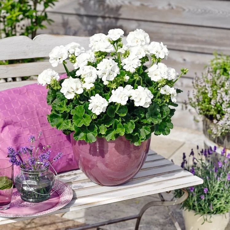 Geranium White - Pack of 6