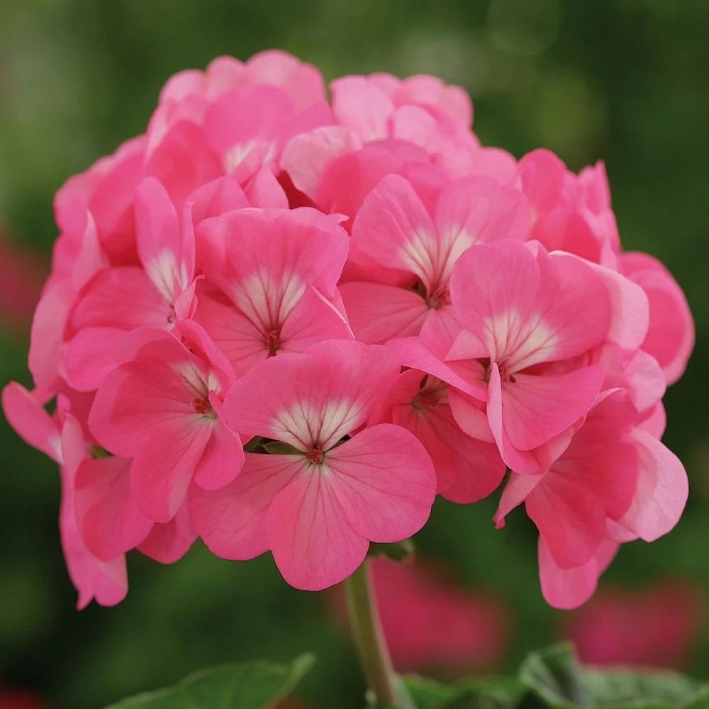 Geranium Rose Pink - Pack of 6
