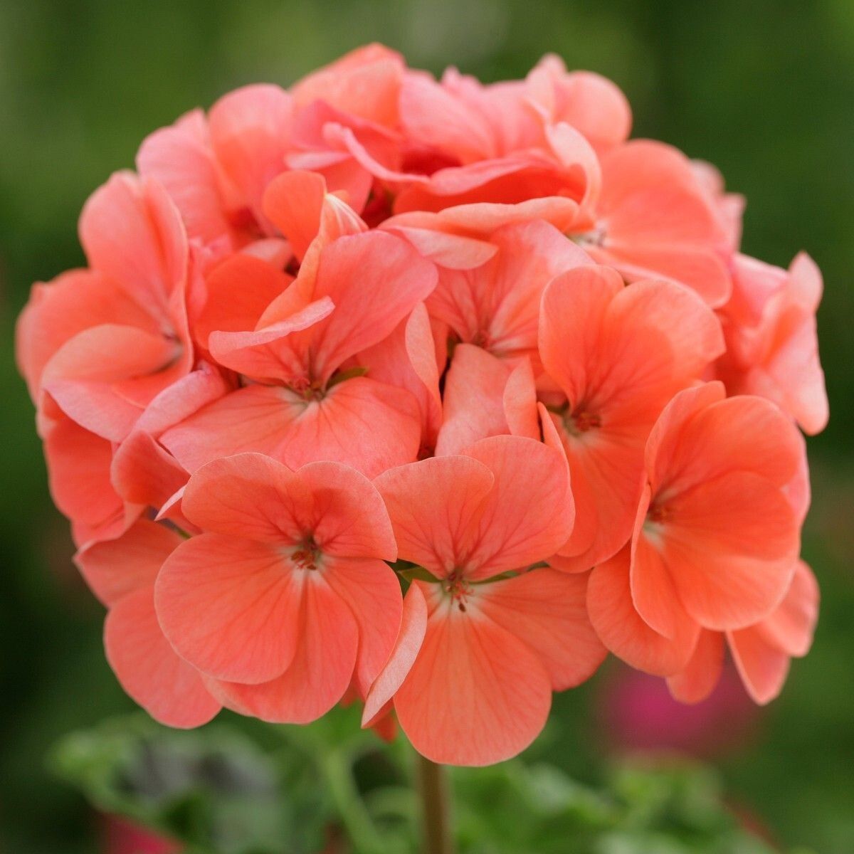 Geranium zonale Salmon - Pack of 6