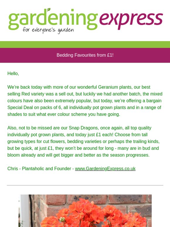 Just £1!  Snap Dragons in Bud & Bloom, Geraniums - Apple blossom, Rose Pink, White, Salmon, Orange, Star shades and more