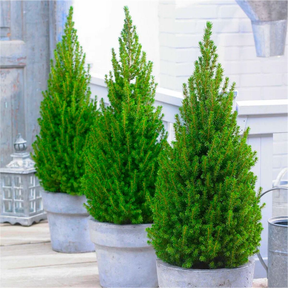 Patio Pine 'Lime Zinger' - Pack of THREE