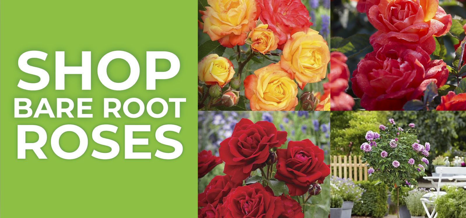 Bare Root Roses