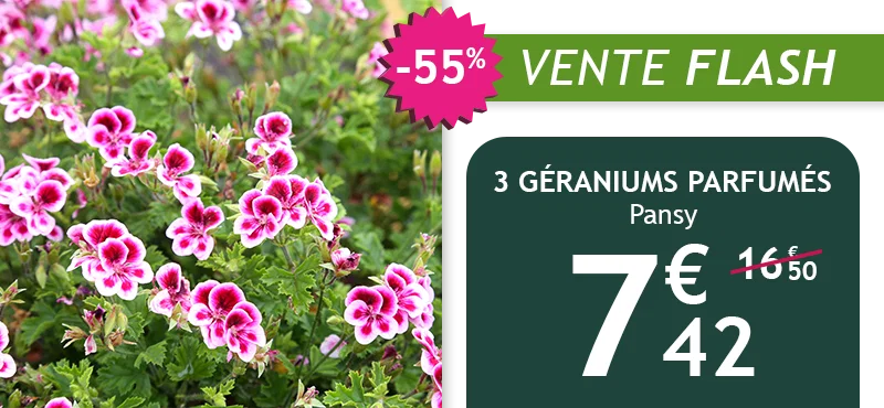 3 Géraniums parfumés Pansy à 7,42€