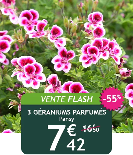3 Géraniums parfumés Pansy à 7,42€