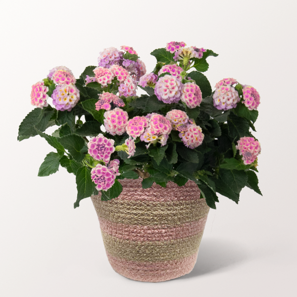 Pinkes Wandelröschen ab 20,99 €