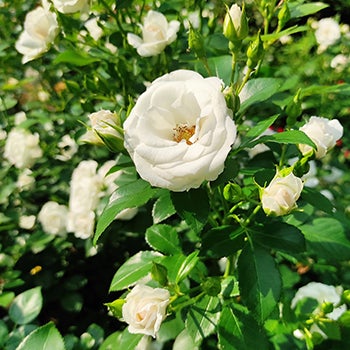 Plants Family Grown and Shipped to Your Home