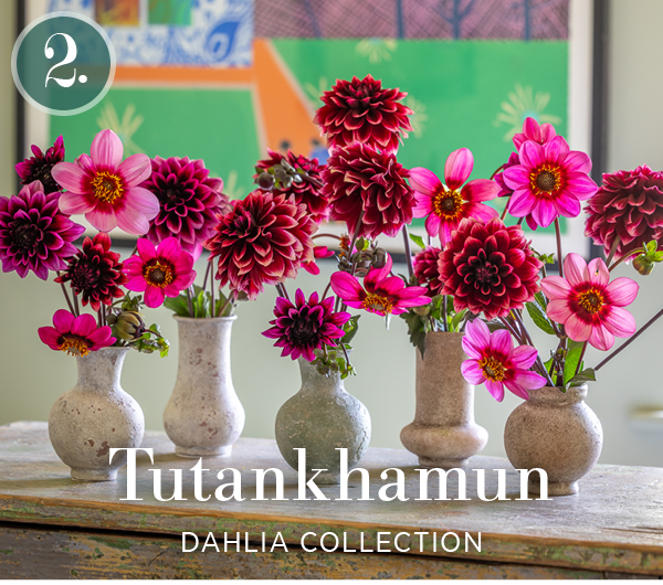 2. Tutankhamun Dahlia Collection.
