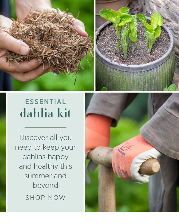 Essential dahlia kit. Discover all you need to keep your dahlias happy and healthy this summer and beyond