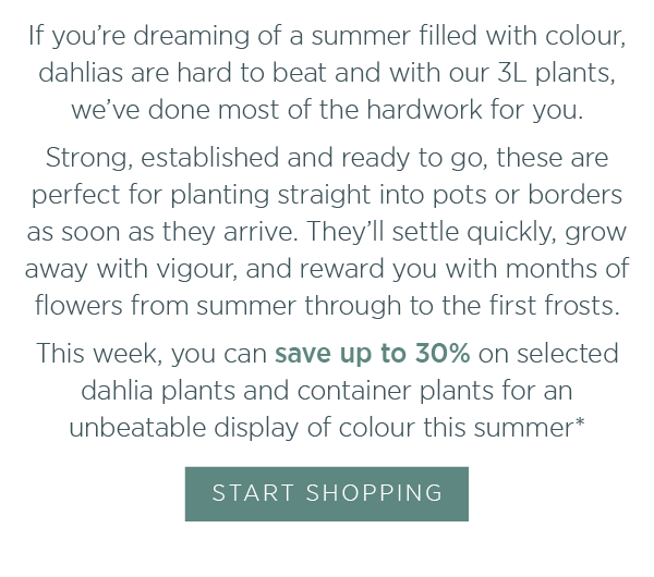 If you're dreaming of a summer filled with colour, dahlias are hard to beat and with our 3L plants, we've done most of the hardwork for you. Strong, established and ready to go, these are perfect for planting straight into pots or borders as soon as they arrive. They'll settle in quickly, grow away with vigour, and reward you with months of flowers from summer through to the first frosts. This week, you can save up to 30% on selected dahlia plants and container plants for an unbeatable display of colour this summer*
