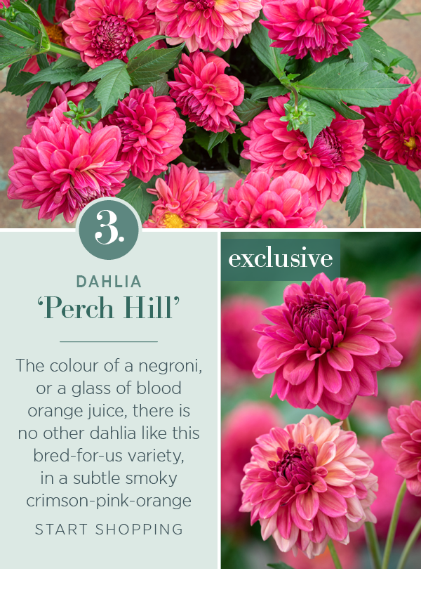 3. Dahlia 'Perch Hill'. The colour of a negroni, or a glass of blood orange juice, there is no other dahlia like this bred-for-us variety, in a subtle smoky crimson-pink-orange