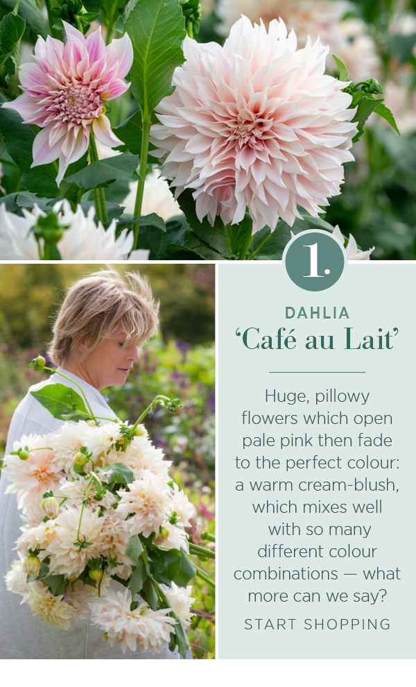 1. Dahlia 'Café au Lait'. Huge, pillowy flowers which open pale pink then fade to the perfect colour: a warm cream-blush, which mixes well with so many different colour combinations