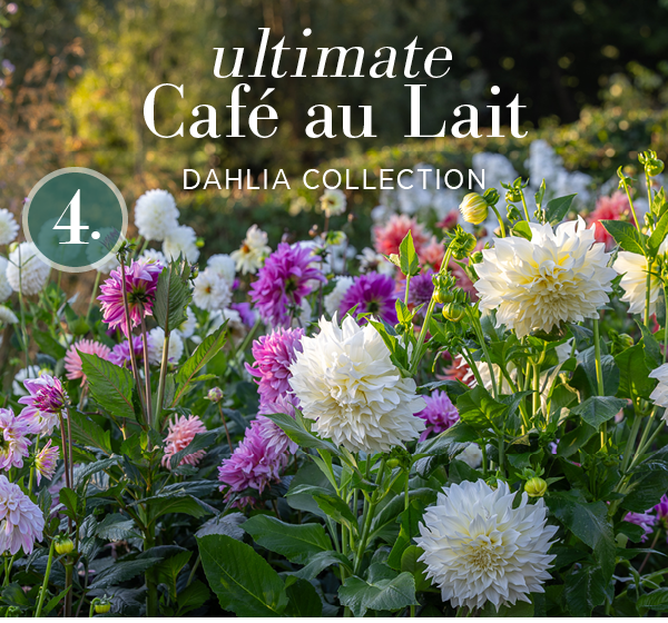 4. Ultimate Cafe au Lait Dahlia Collection.