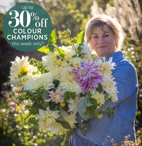 Up to 30% off Container plants & Dahlia plants