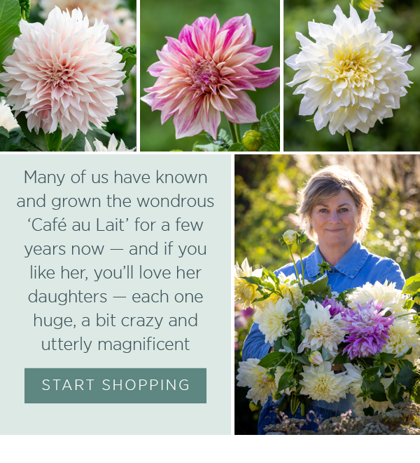Many of us have known and grown the wondrous ‘Café au Lait’ for a few years now — and if you like her, you’ll love her daughters – each one huge, a bit crazy and utterly magnificent