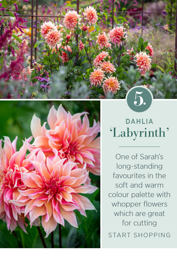 5. Dahlia 'Labyrinth'. One of Sarah's long-standing favourites in the soft and warm colour palette with whopper flowers which are great for cutting.