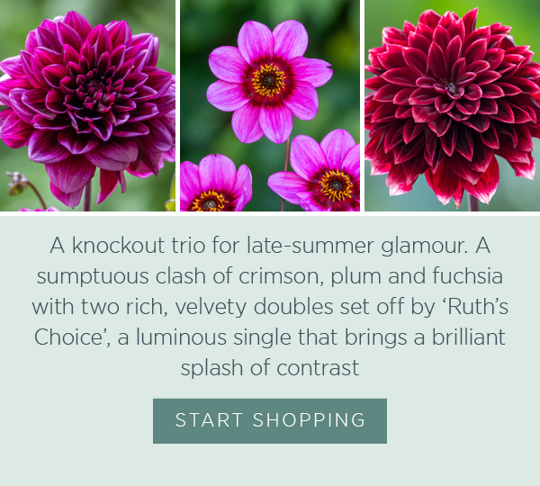 A knockout trio for late-summer glamour - a sumptuous clash of crimson, plum and fuchsia - with two rich, velvety doubles set off by ‘Ruth’s Choice’, a luminous single that brings a brilliant splash of contrast