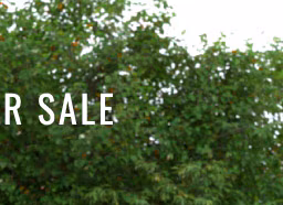 Outdoor Sale