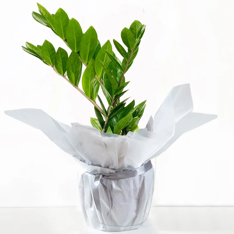 Plants
