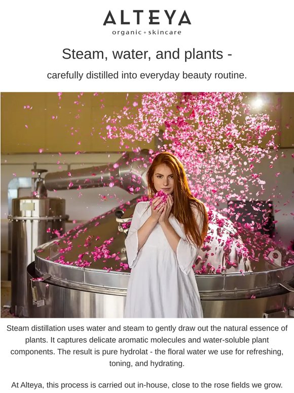 Steam Distillation, the Alteya Way