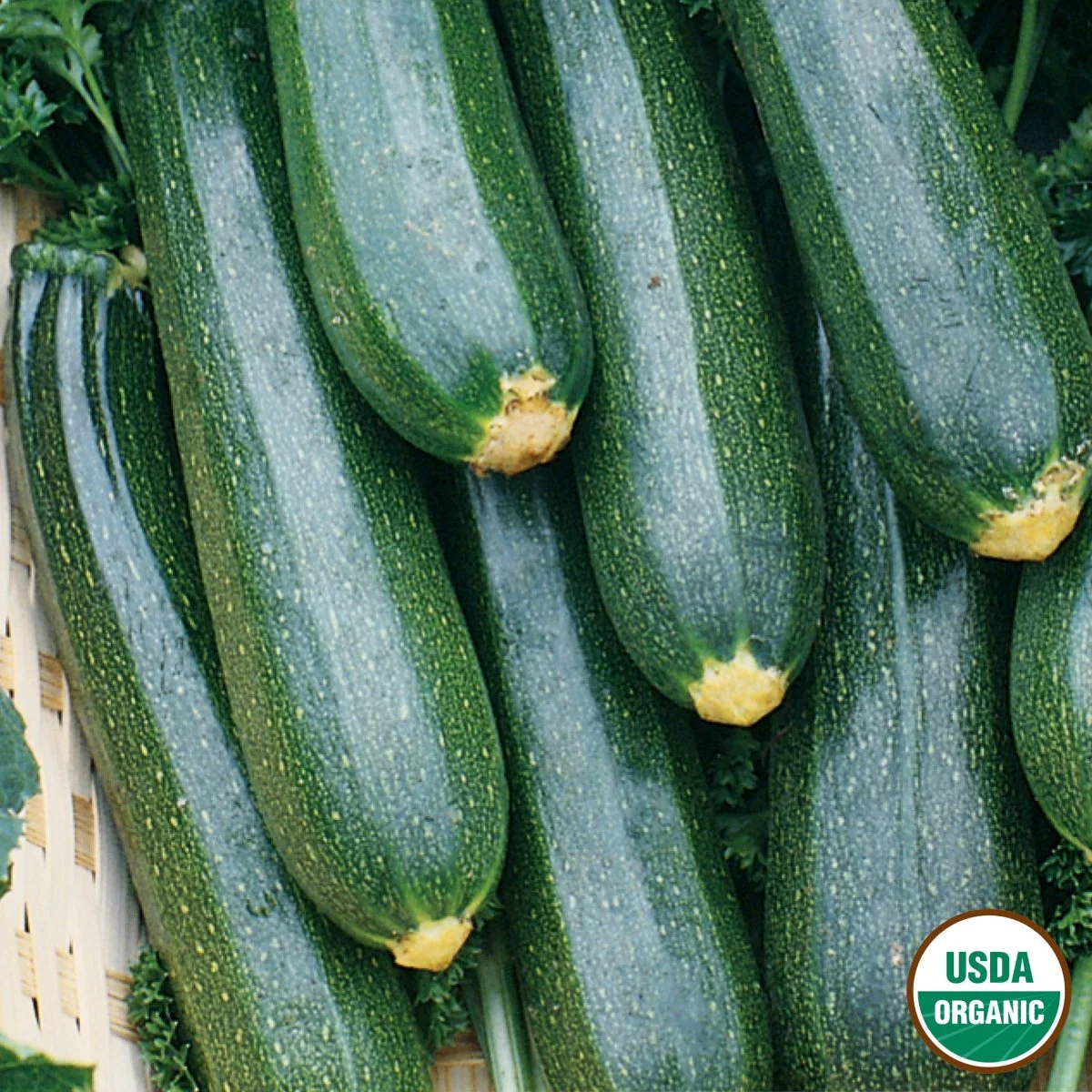 Image of Squash, Black Beauty Zucchini Organic Seeds, 5.3g