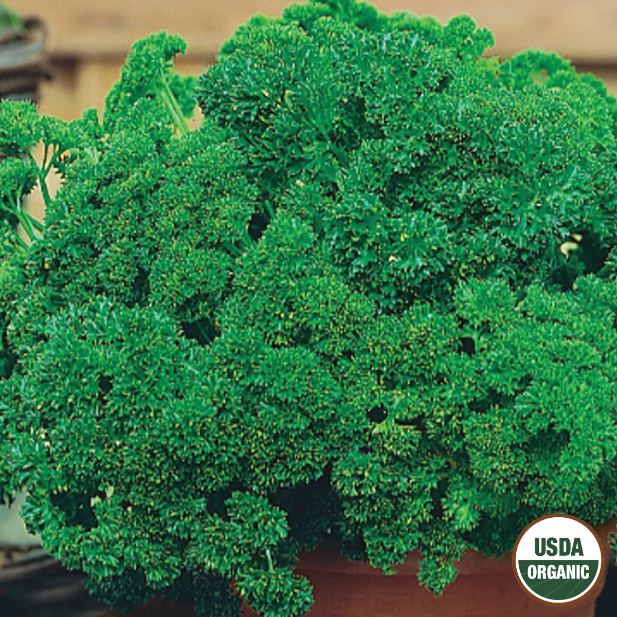 Image of Parsley, Extra Triple Curled Organic Seeds, 1.2g