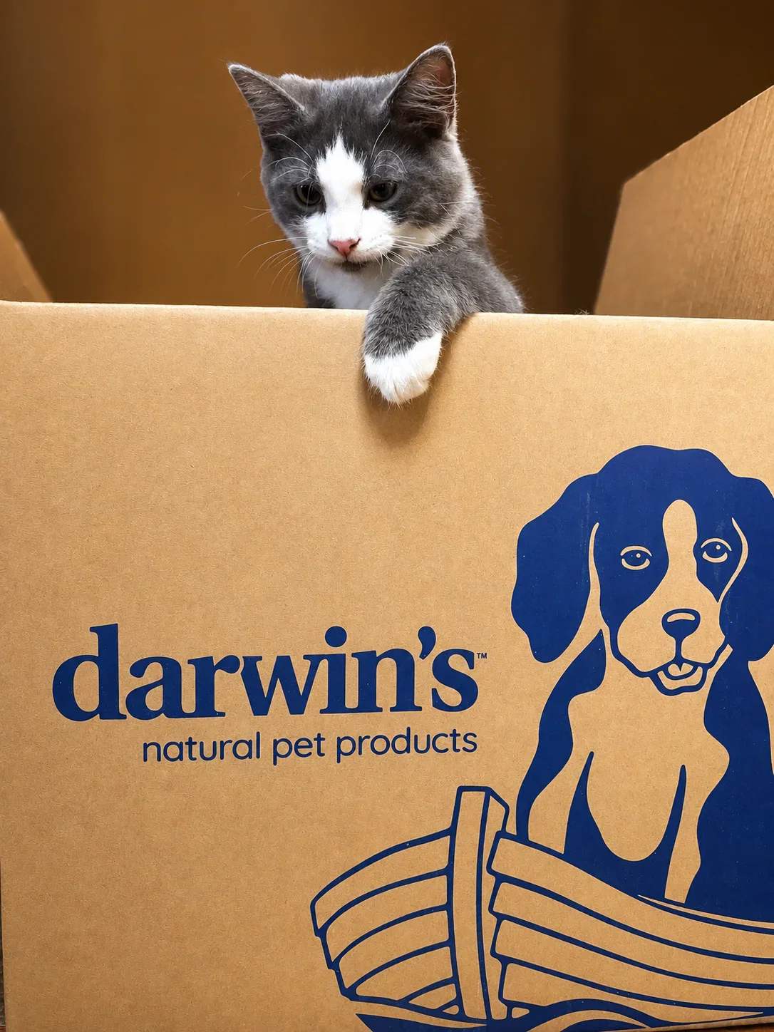 One of Nicole's kittens peeking over the top of a Darwin's box
