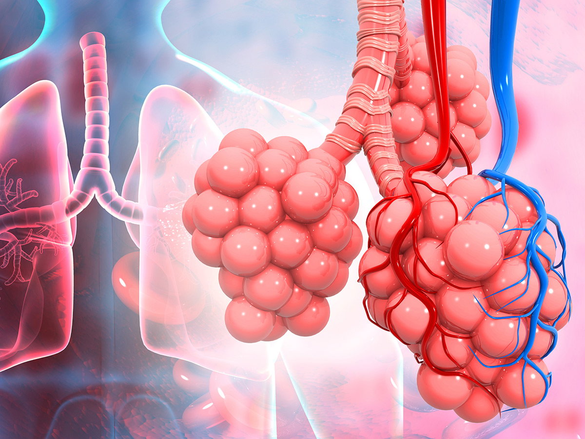 Illustration of alveoli and lungs