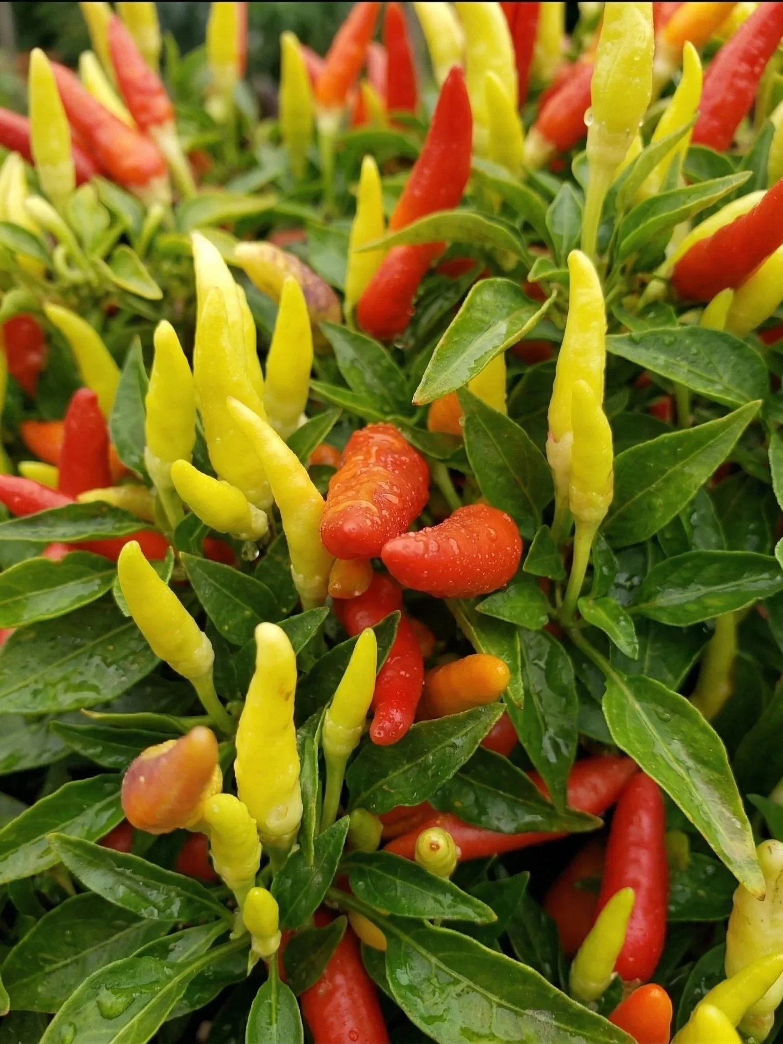 Image of Basket of Fire Pepper Plant