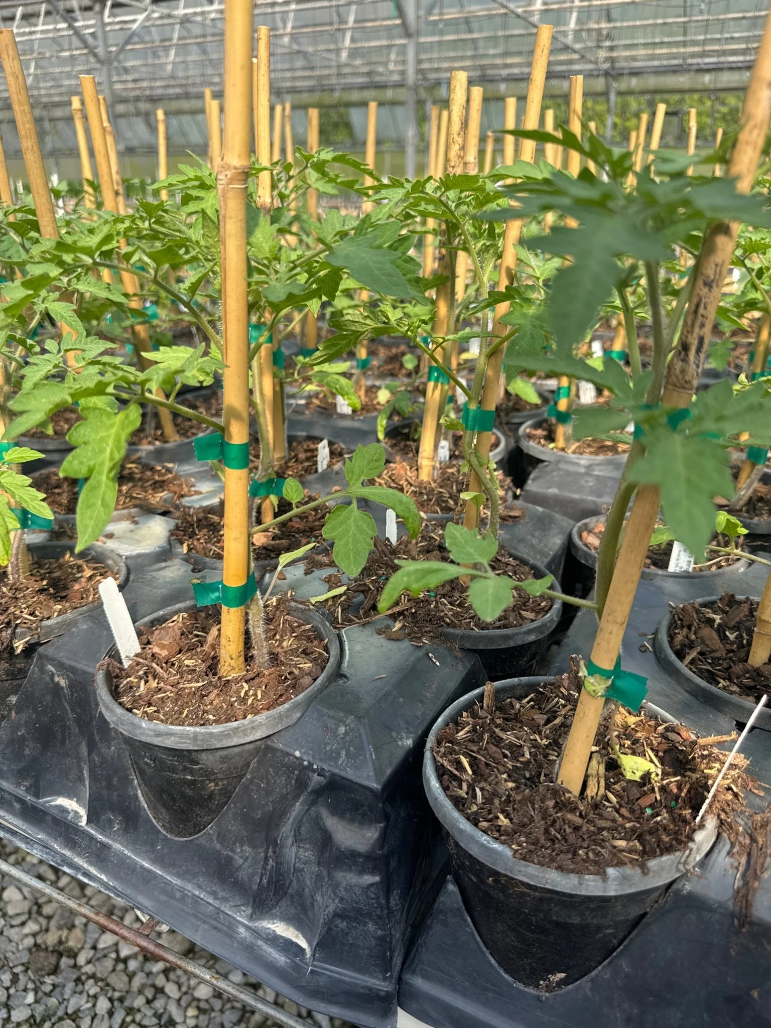Image of La Roma Tomato Plant
