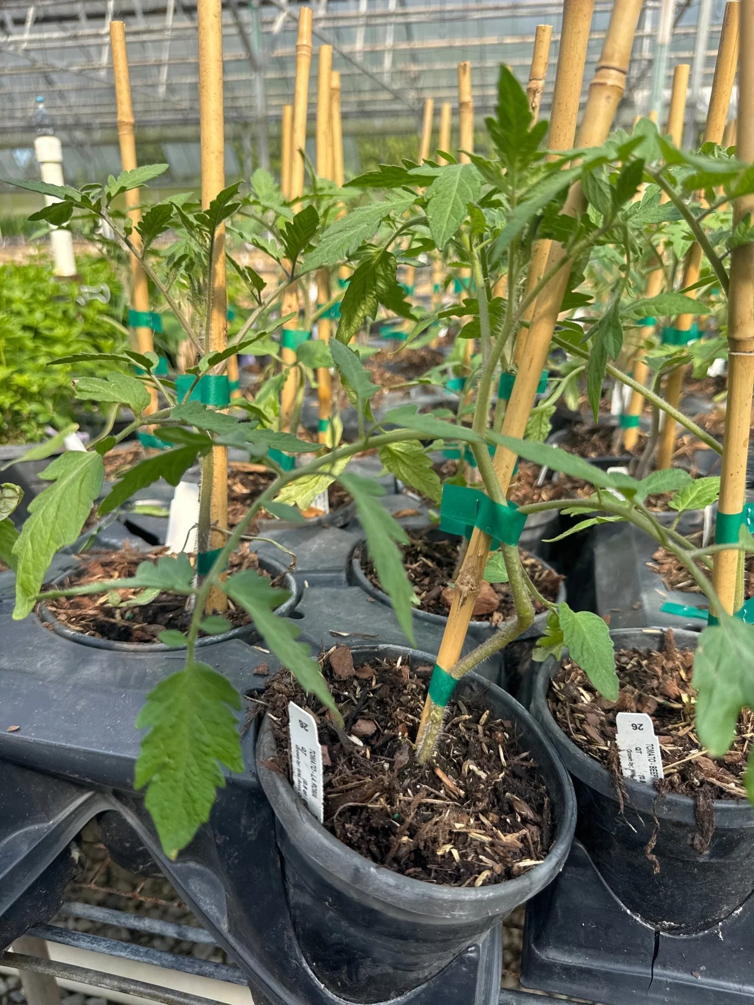 Image of Beefmaster Tomato Plant